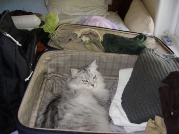 A well packed suitcase